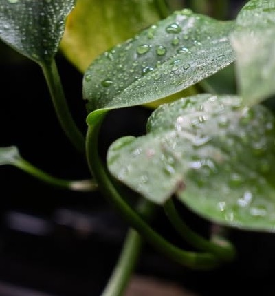 Pothos leaves with fresh water droplets on the shelves at La La